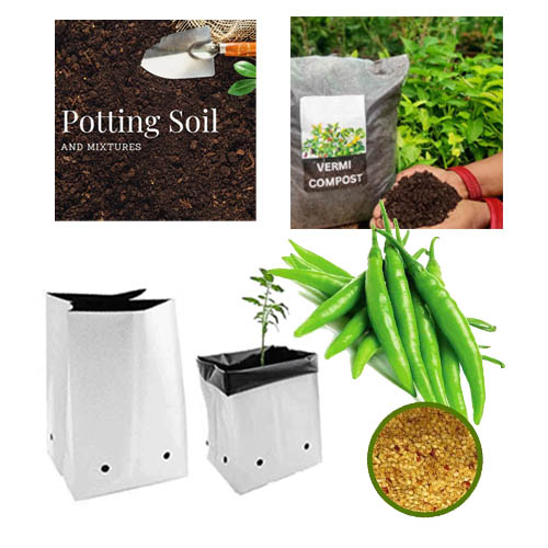 Kit with Chilli Seeds