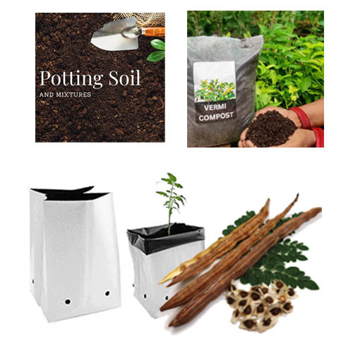 Kit with Moringa Seeds